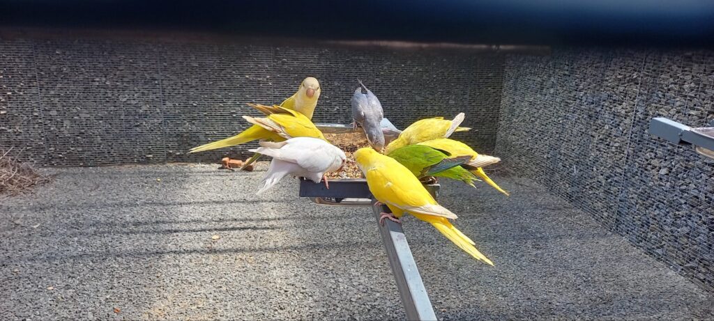 Trichy Birds Park